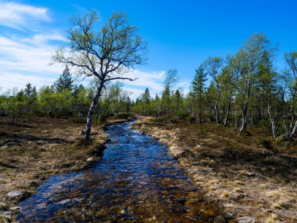 6-Stunden eFatbiking im Taiga-Wald